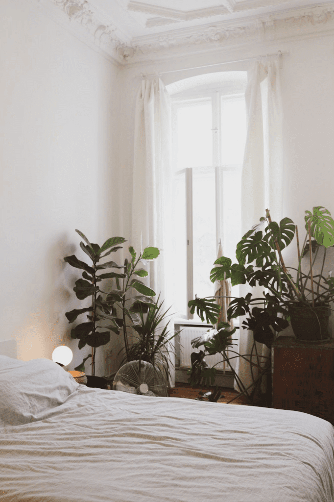 Кімнатні рослини в інтер'єрі