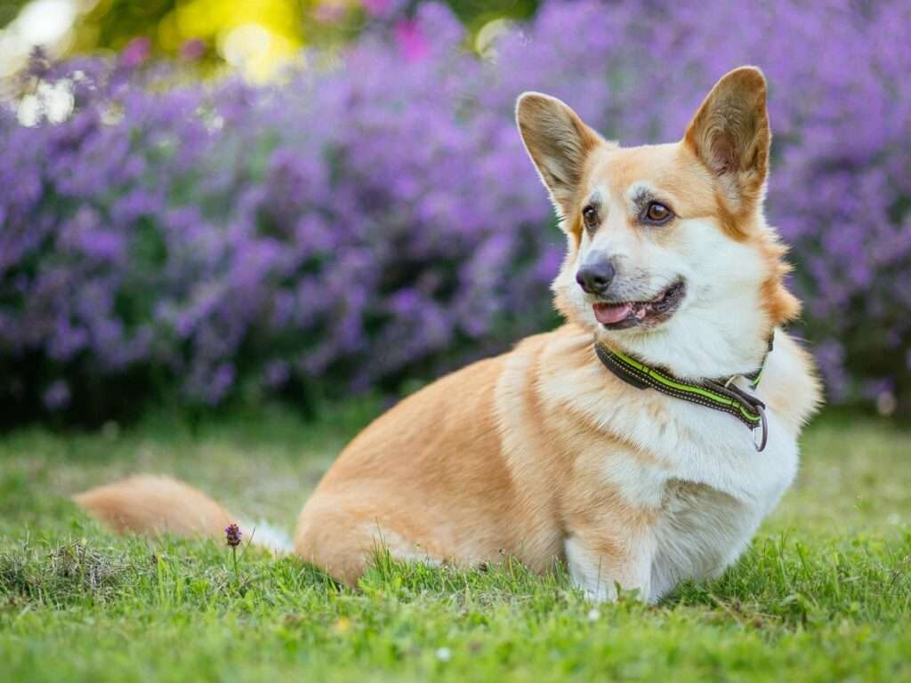 Коргі