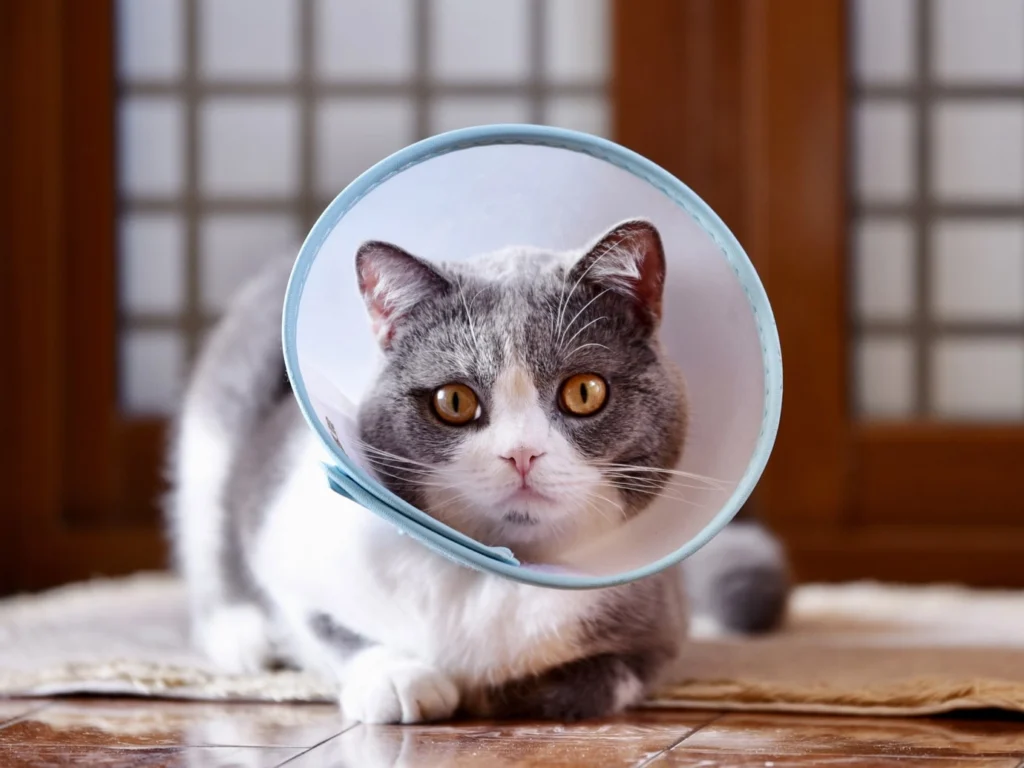 Догляд за кішкою чи котом