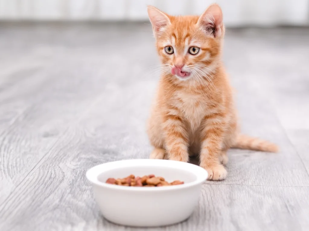 Класс корма