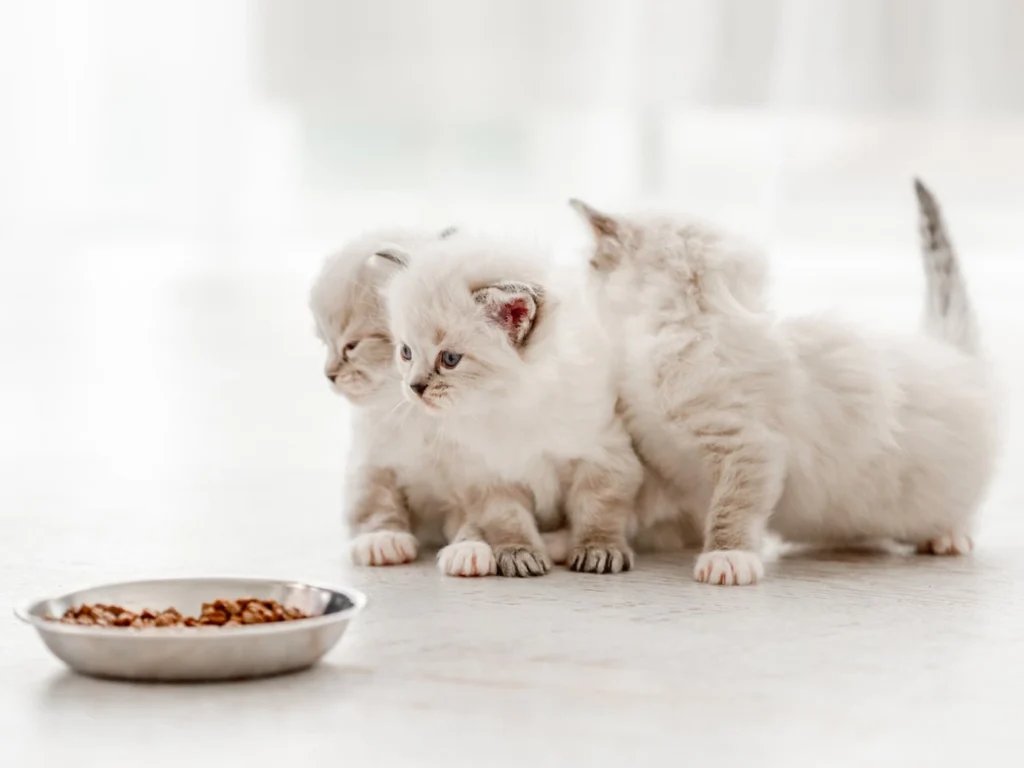 Критерии выбора сухого корма