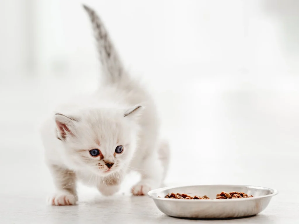 Возраст животного