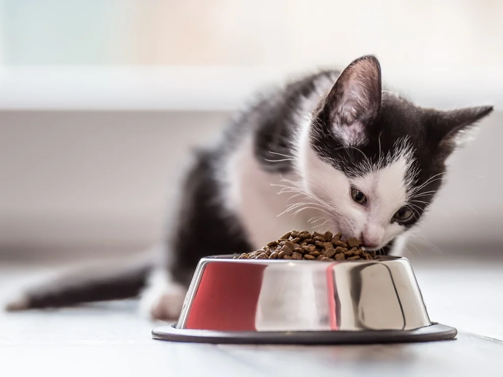 Как правильно кормить котят