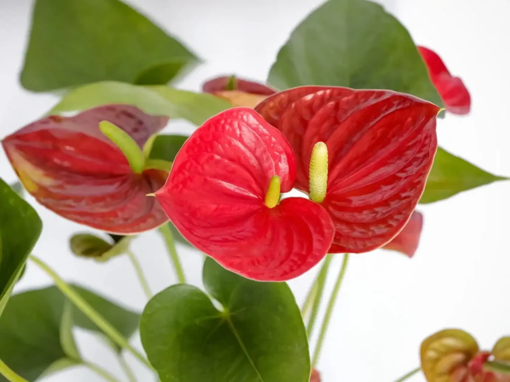 Спатифілум червоний Spathiphyllum red