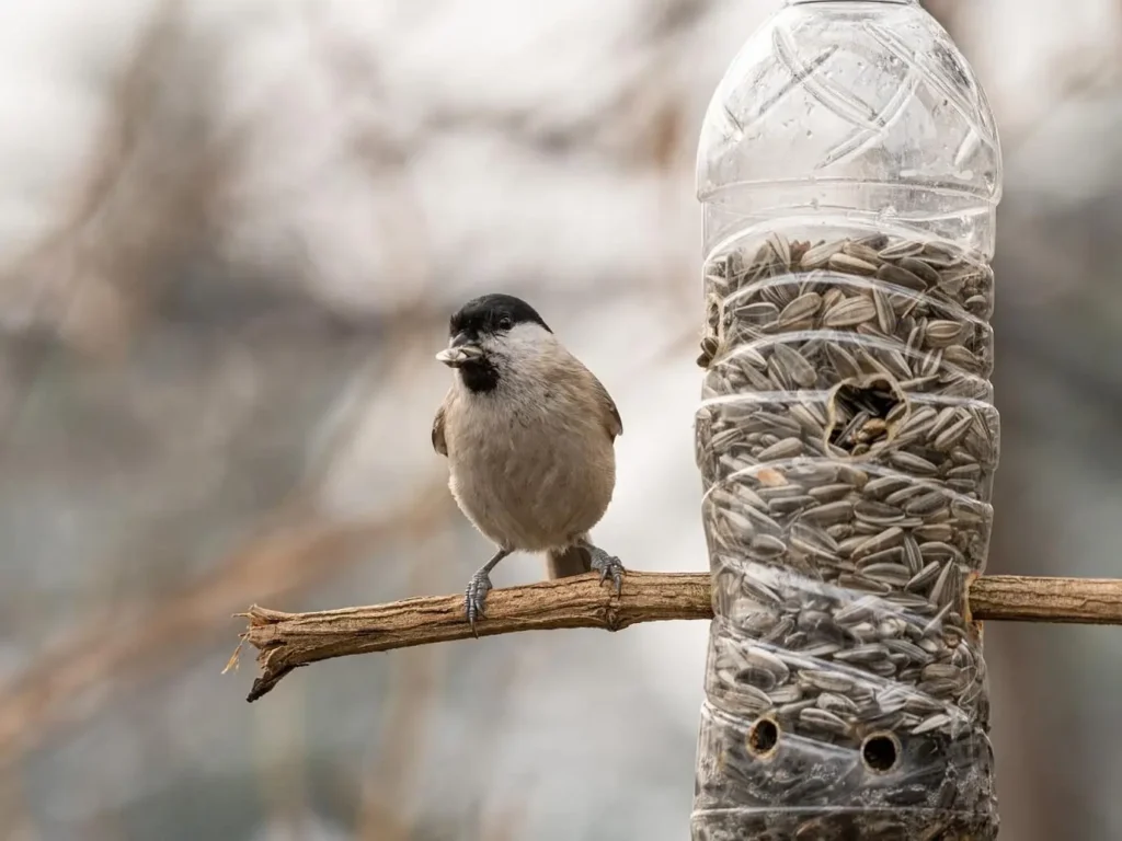 Годівничка з пластикової пляшки