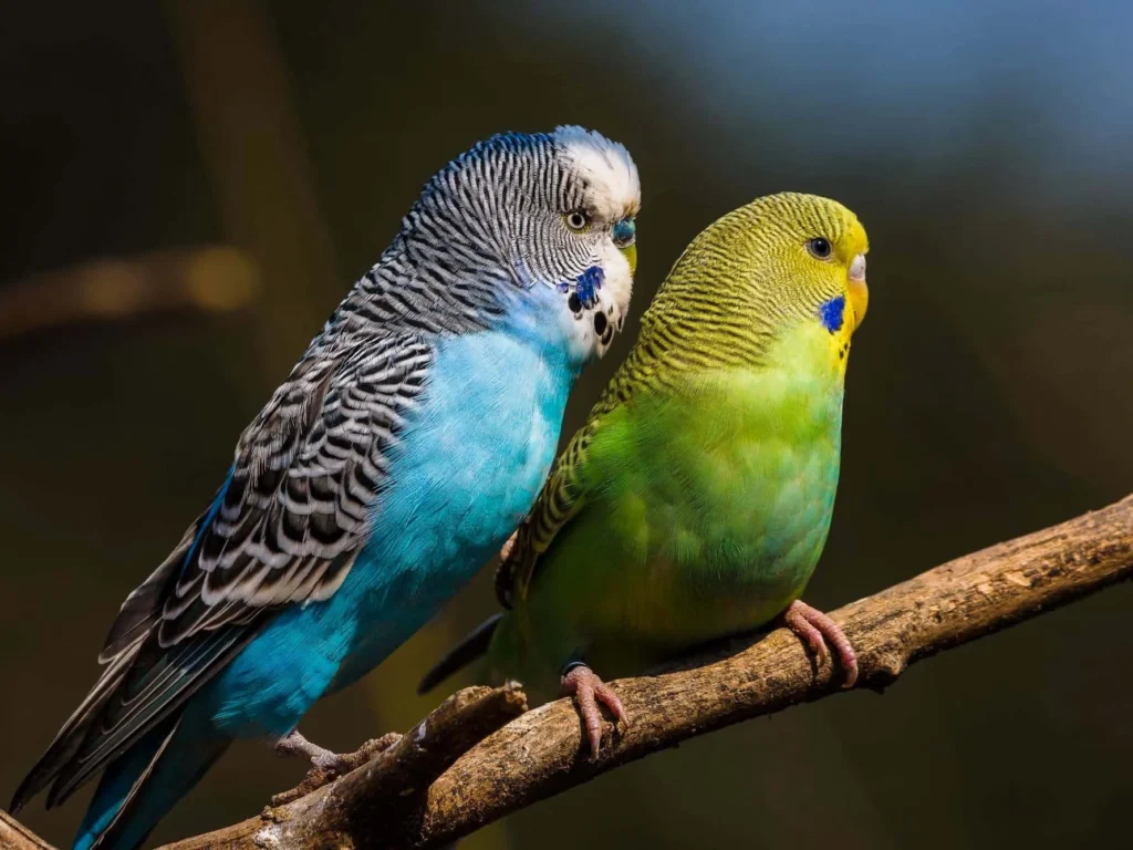 Хвилясті папуги