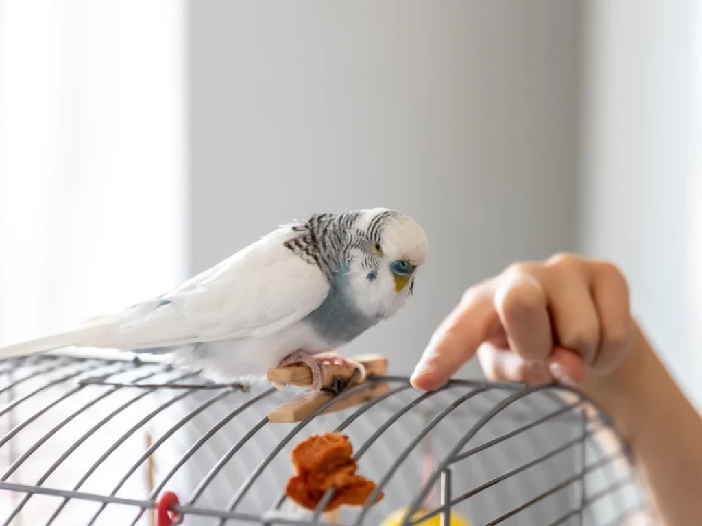 Хвилястий папуга сидить на клітці