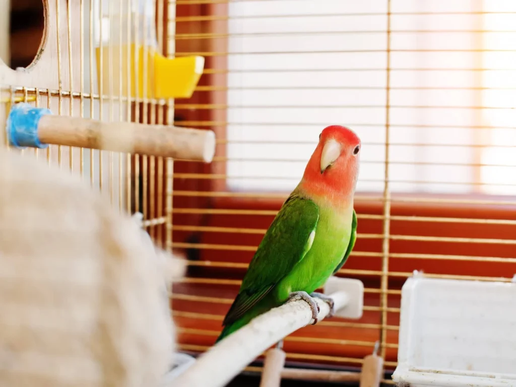 Клітка для папуги